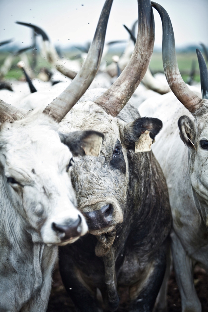 Sedy skot2_szurkemarha2